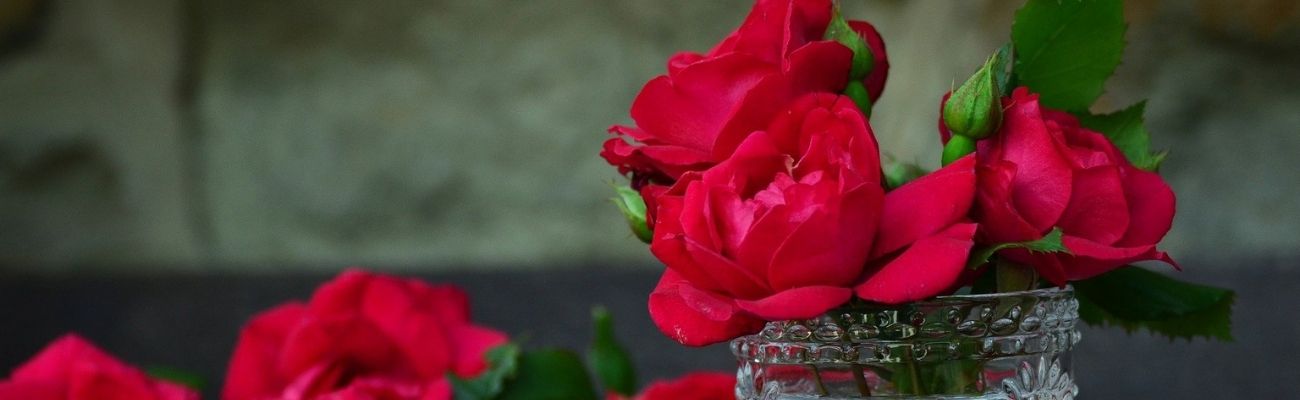 Red Rose: Symbolism and Meanings