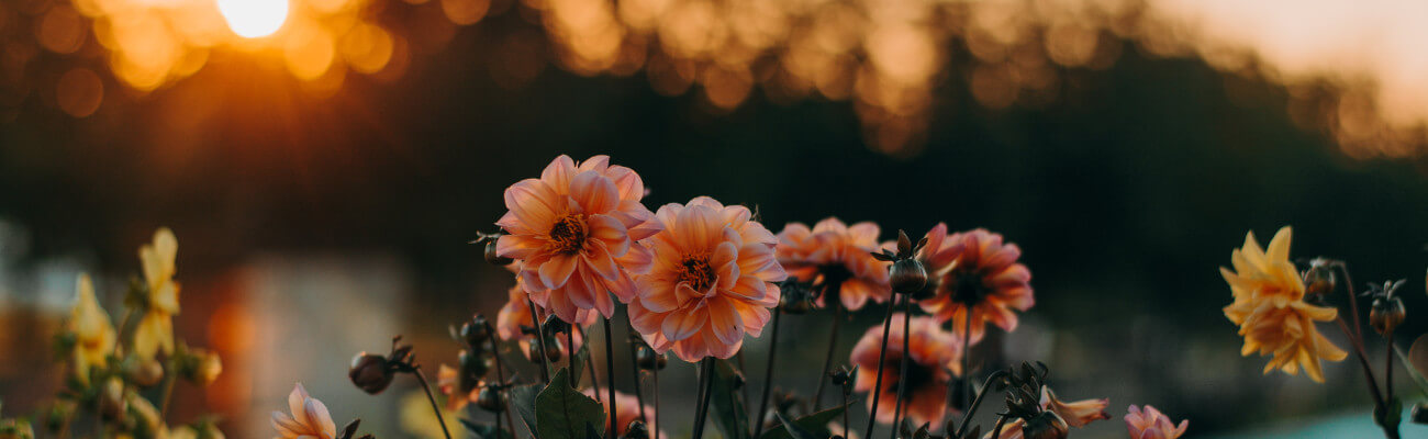 The positive impact of flowers on health and well-being