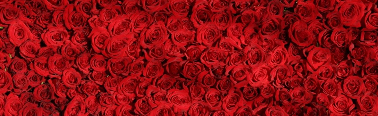 How to Win 100 Red Roses on Valentine's Day 2021