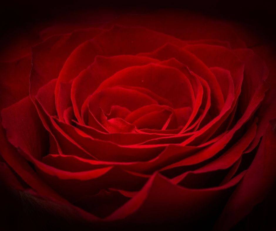 Valentine Rose Banner